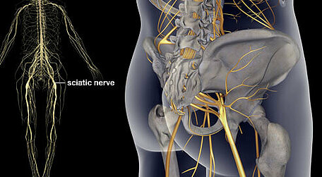 sciatic nerve model